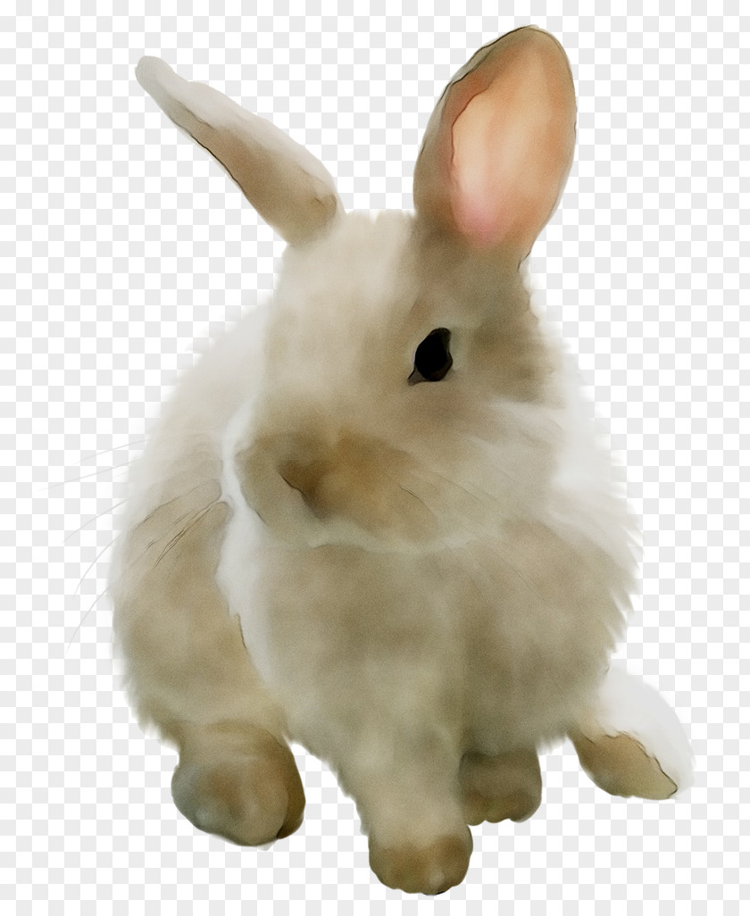 Domestic Rabbit Hare Whiskers Stuffed Animals & Cuddly Toys Snout PNG
