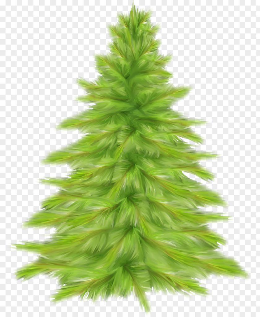 Fir-tree Ded Moroz Christmas Tree Fir PNG