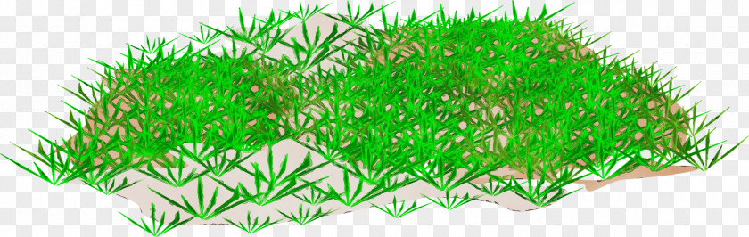 Grass Family Plant Green Lawn Artificial Turf PNG