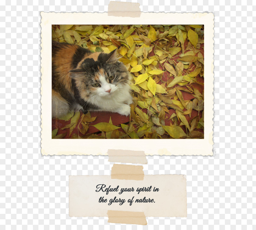 Kitten Whiskers Tabby Cat Picture Frames PNG
