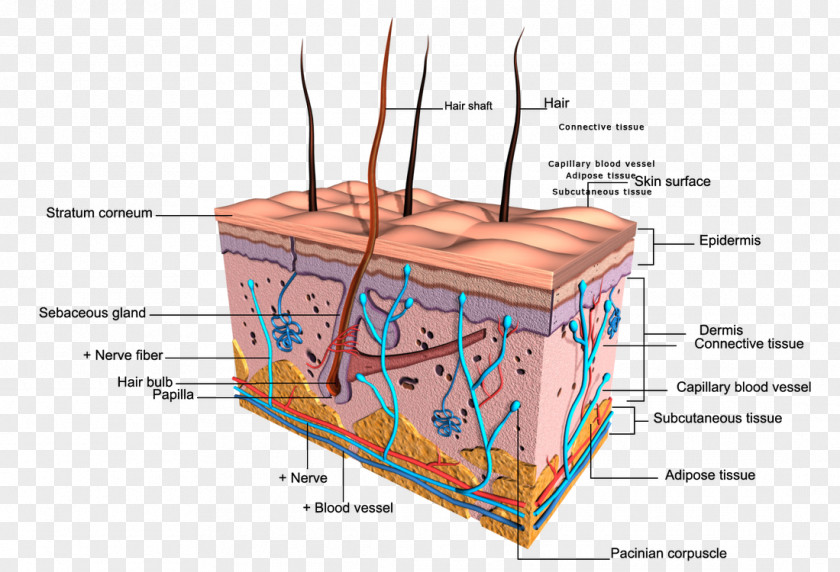 Nail Integumentary System Human Skin Body Diagram PNG