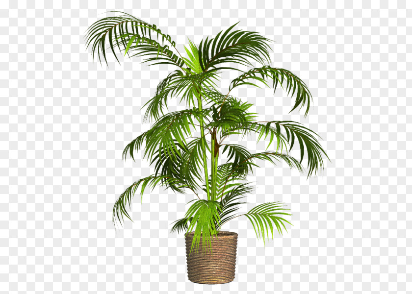 Plant Asian Palmyra Palm Flowerpot Babassu Houseplant PNG