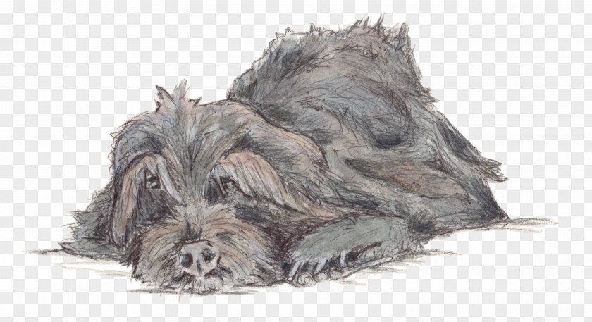 Snoring Couple Miniature Schnauzer Scottish Terrier Cairn Cesky Deerhound PNG