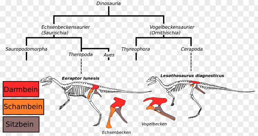 Bird Ornithischian Dinosaurs Saurischia Dilophosaurus Pelvis PNG