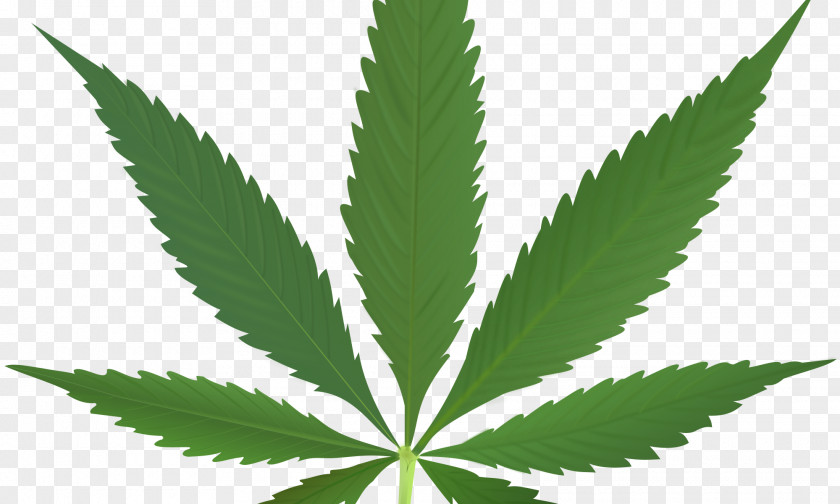 Cannabis Sativa Medical Hemp Leaf PNG