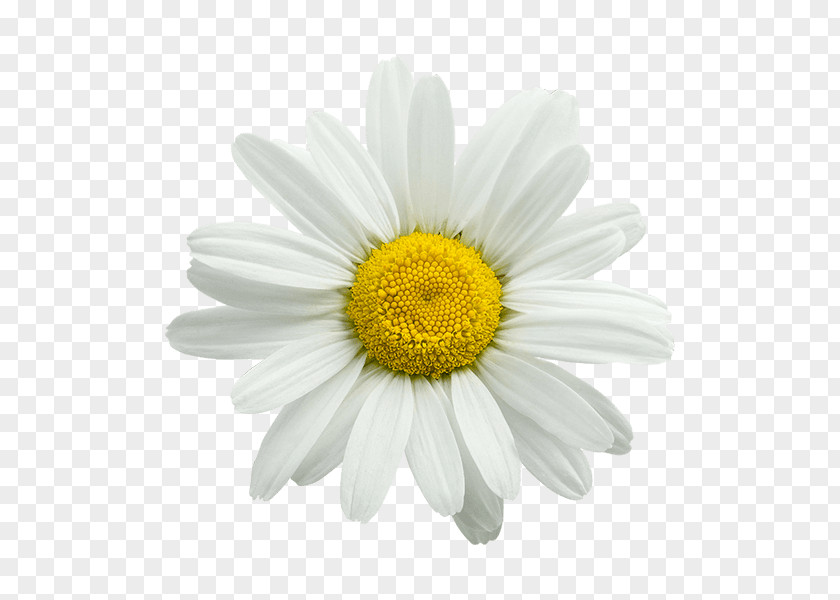 Chamomile Aromatherapy Sleep Essential Oil PNG