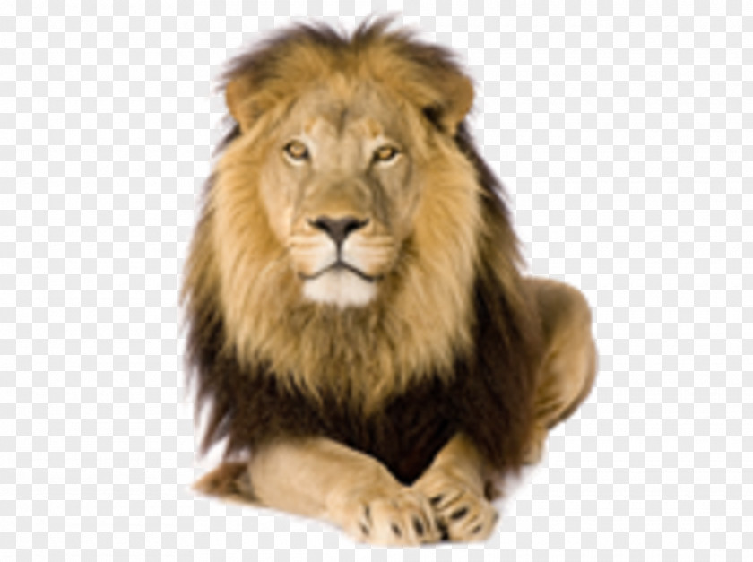 Lion White Felidae Stock Photography PNG