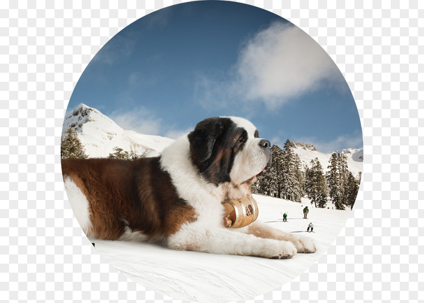 Puppy St. Bernard Dog Breed The Saint Desktop Wallpaper PNG