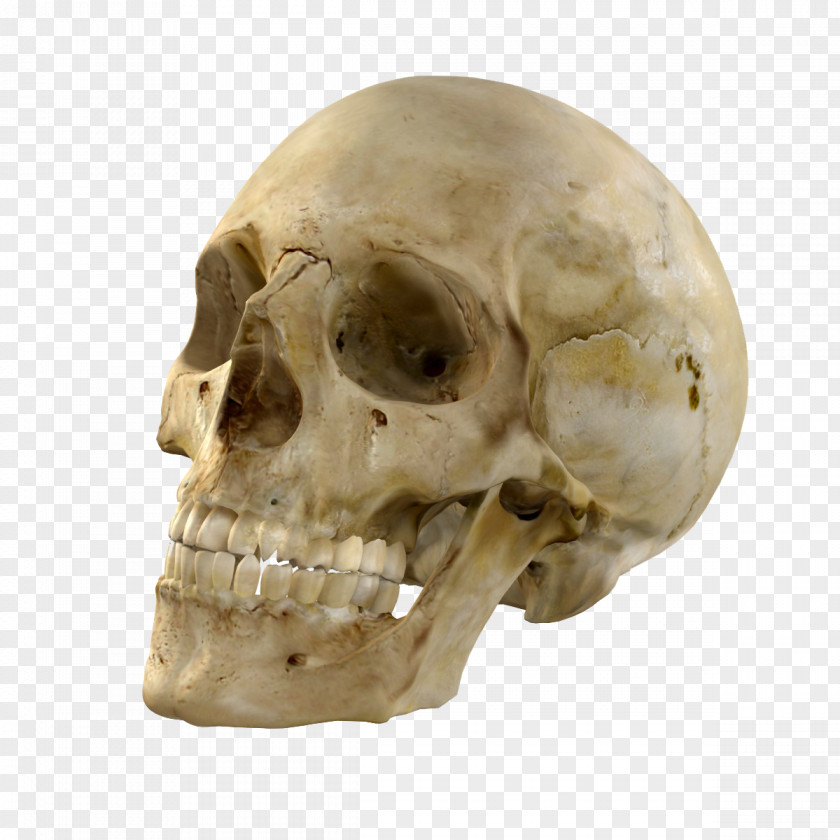Skulls Skull Bone Skeleton 3D Computer Graphics PNG