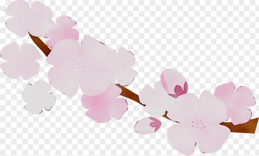 ST.AU.150 MIN.V.UNC.NR AD Pink M Cherry Blossom Cherries PNG