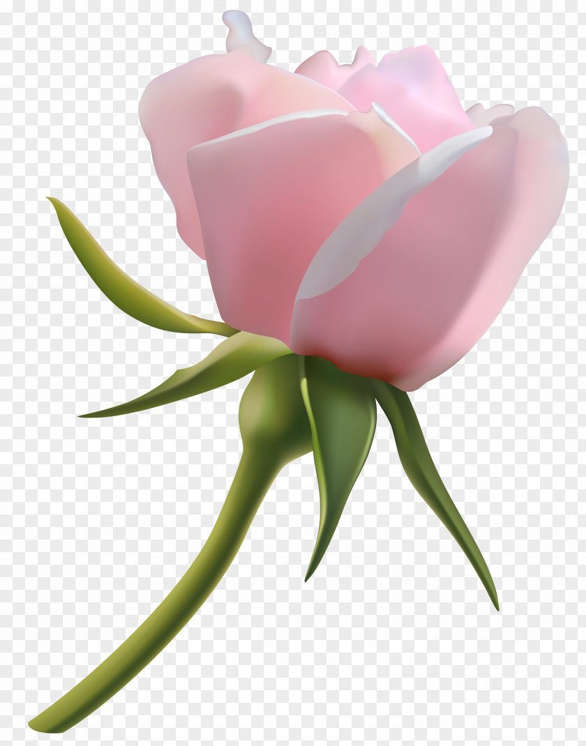 Streetlight Rose Bud Pink Clip Art PNG