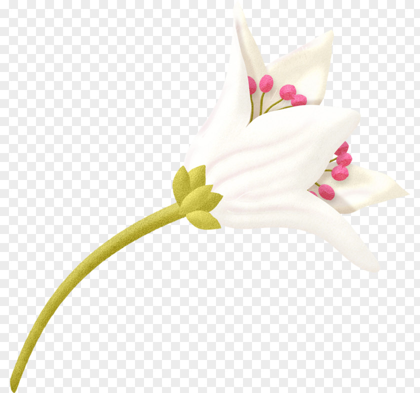 A Lily Lilium Flower PNG