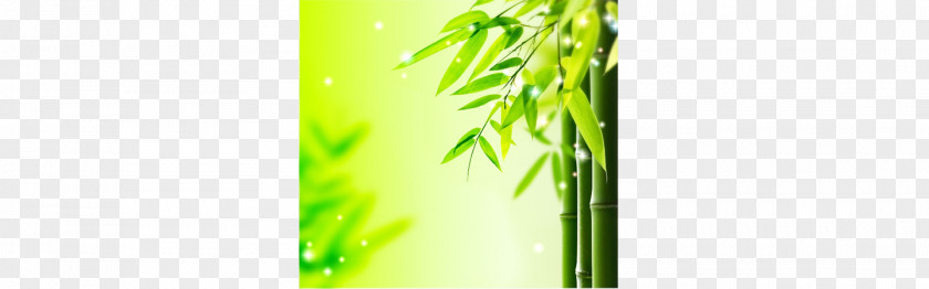 Bamboo, Bamboo Leaves, Green Bamboe Leaf PNG