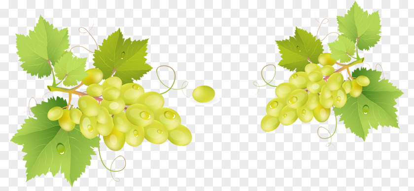 Bunch Of Grapes Grappa Common Grape Vine Barrel PNG