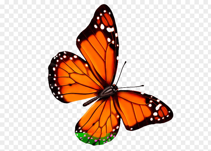 Butterfly Insect Clip Art PNG