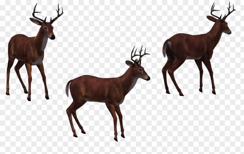 Horse Elk Deer Moose PNG