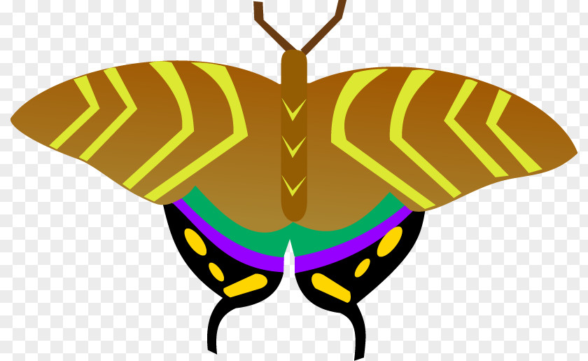 Insect Vector Graphics Illustration Image PNG