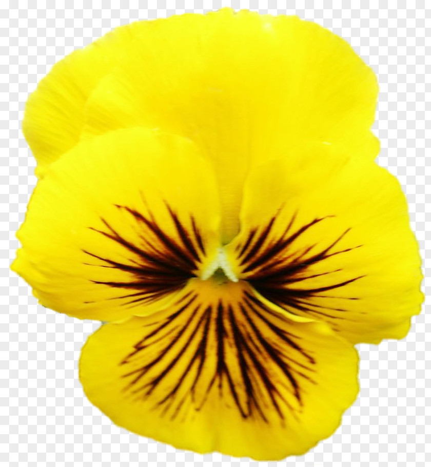 Pansy Petal PNG