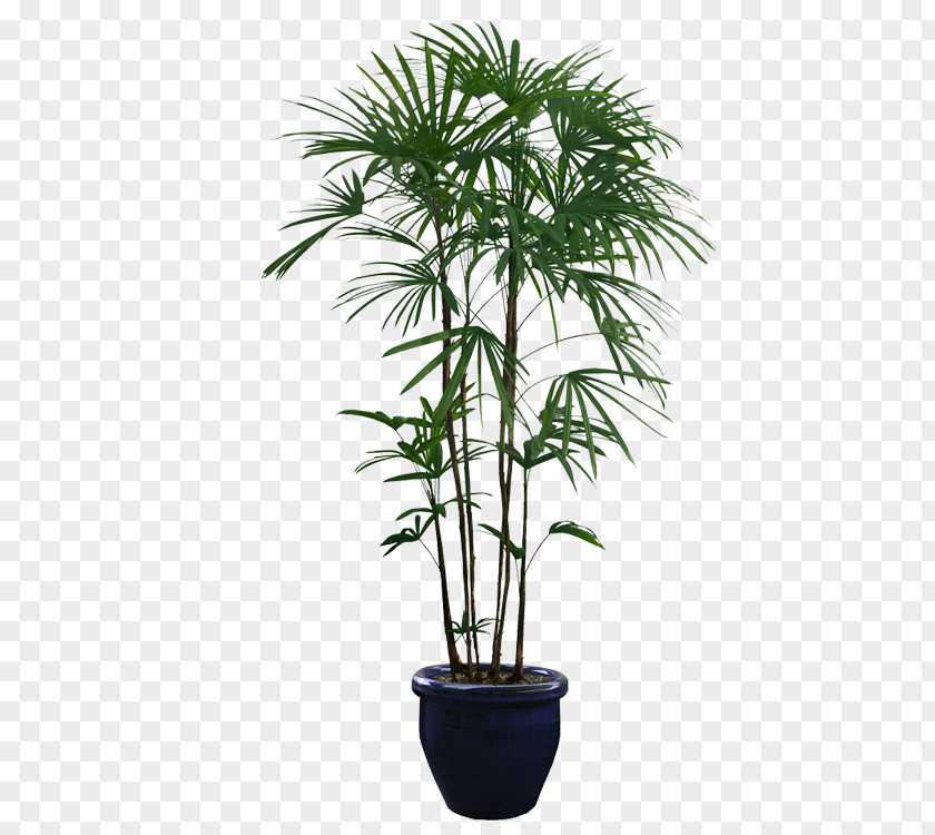 Potted Plants Houseplant Tree PNG