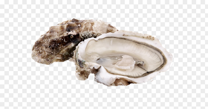 Seashell Oyster Plateau De Fruits Mer Food Clam Clip Art PNG