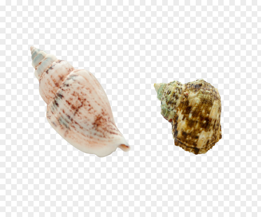 Conch Sea Snail Seashell Euclidean Vector PNG