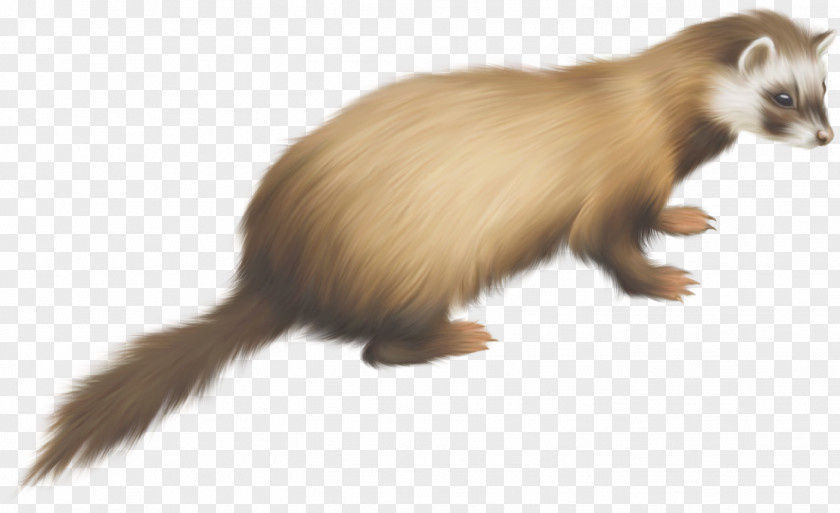 Ferret Raccoon Prairie Dog Steppe Polecat PNG