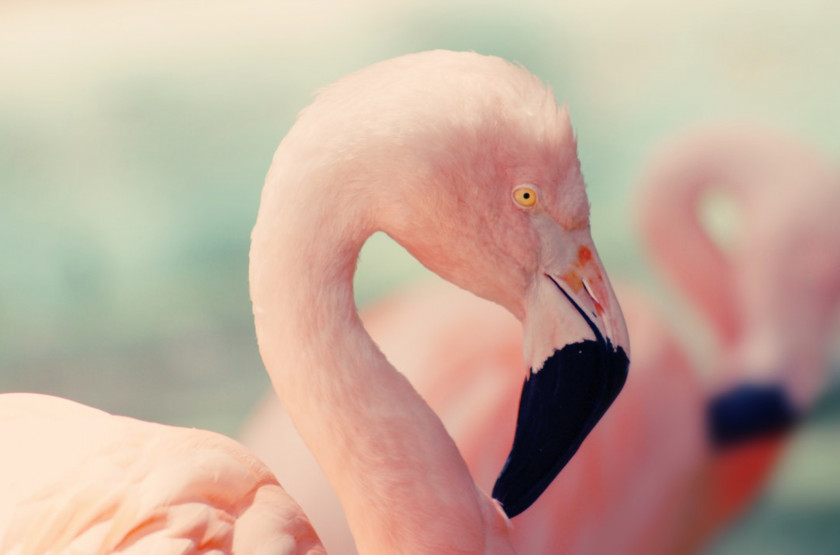 Flamingo Lake Nakuru Bird Pink Photography PNG