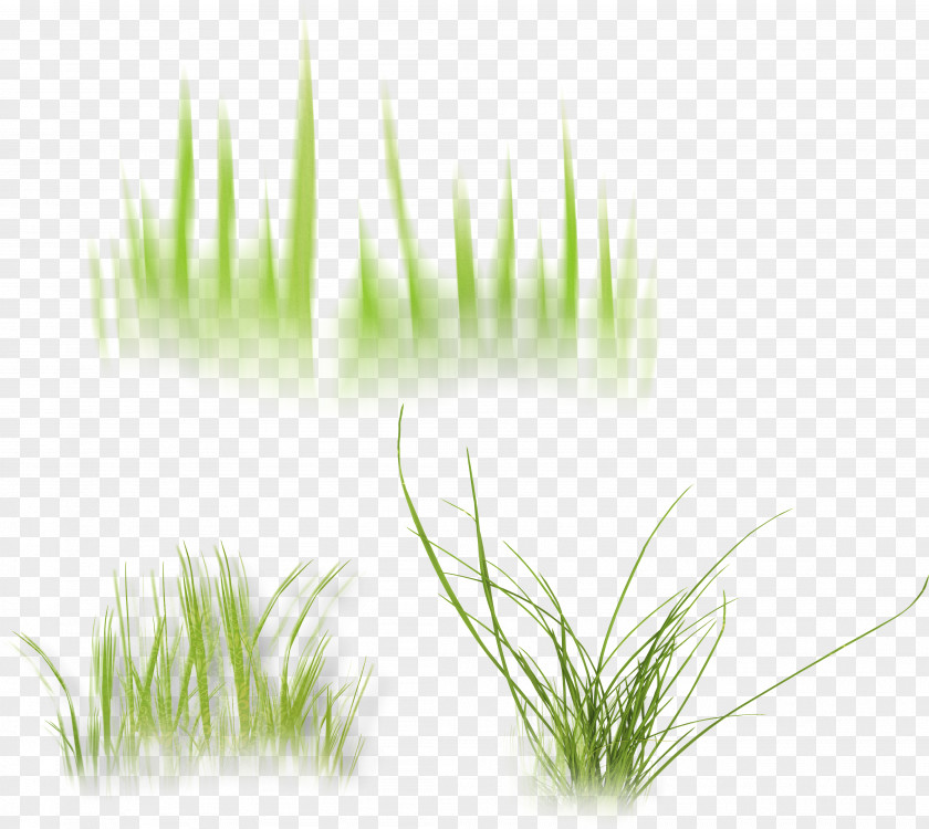 Gravel Cliparts Wheatgrass Vetiver Desktop Wallpaper Computer Herb PNG