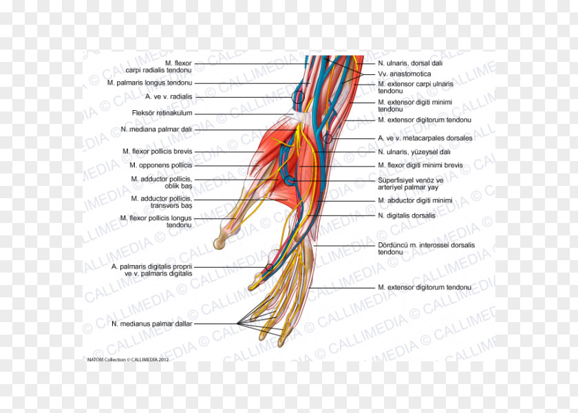Hand Nerve Forearm Blood Vessel Muscle PNG