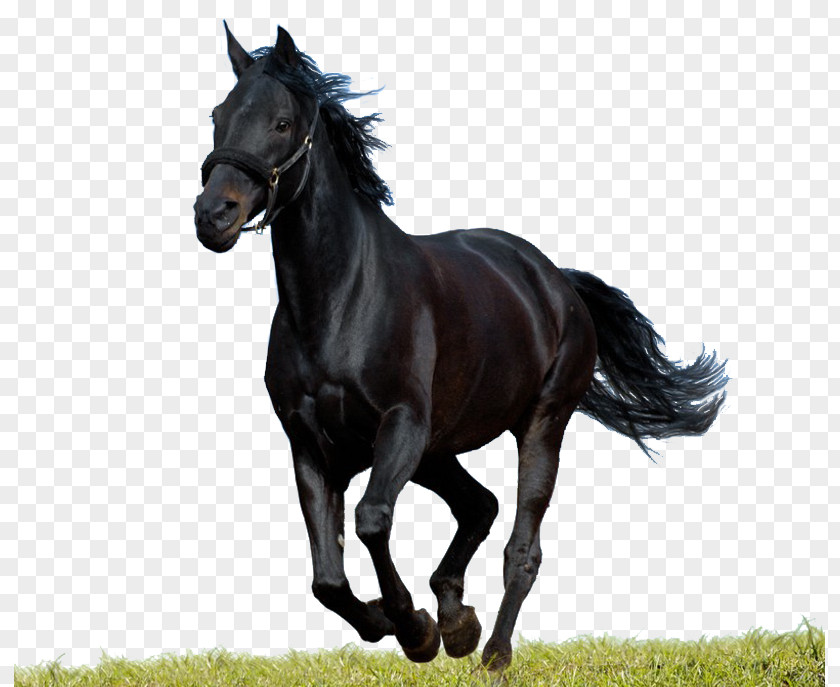 Stallion Arabian Horse Andalusian Morgan Pintabian Black PNG