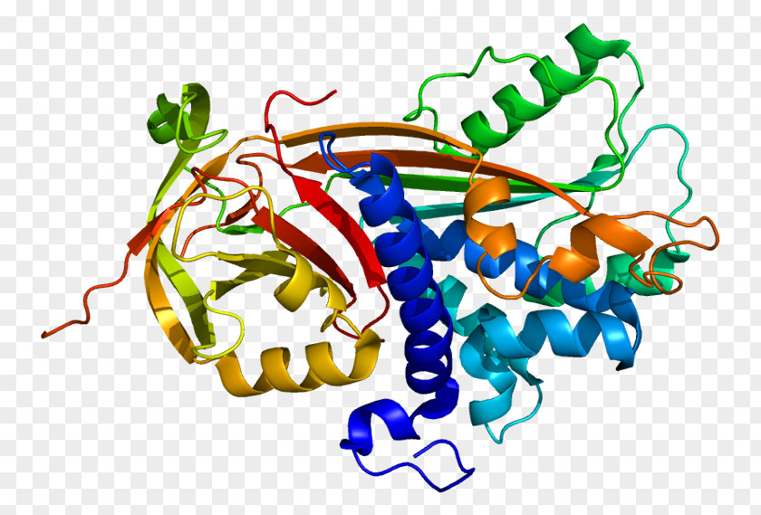 Melanosome P300-CBP Coactivator Family PEDF CREB-binding Protein EP300 PNG