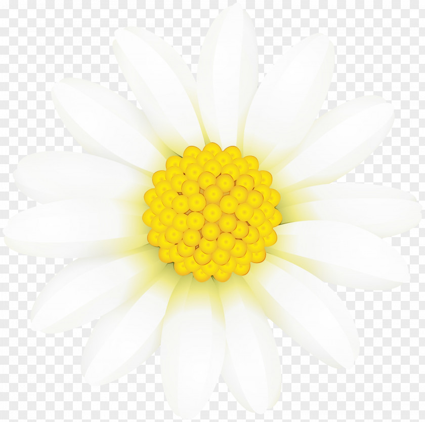 Pollen Gerbera Wedding Flower Background PNG