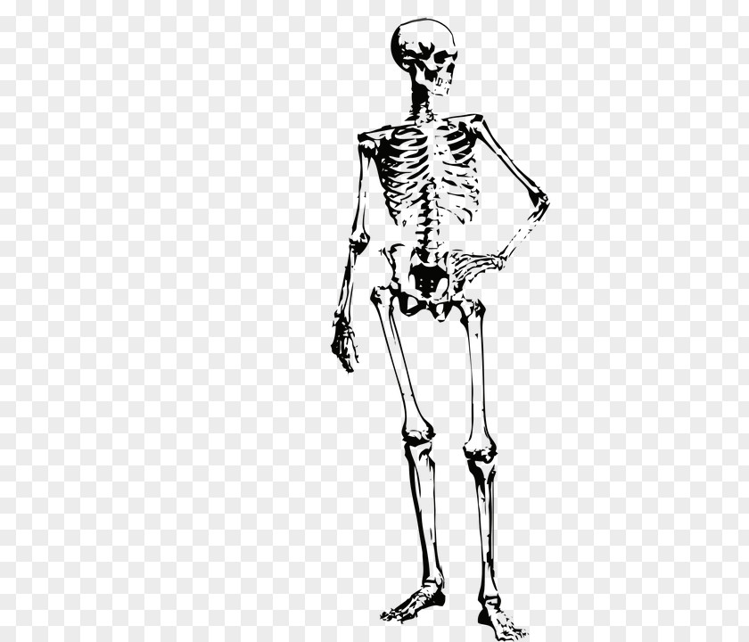 Skeleton Human Bone Image Clip Art PNG