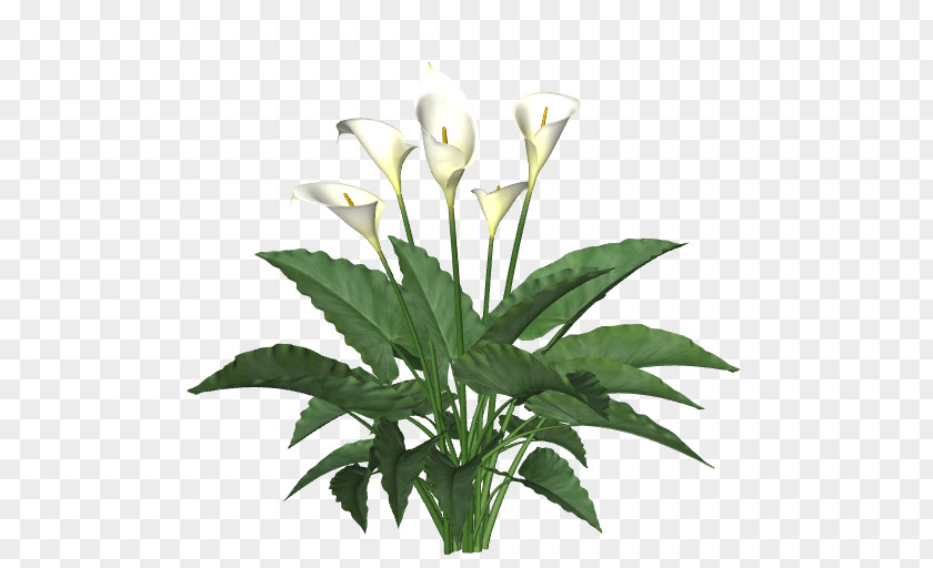 Aquatic Plants Plant Stem Cut Flowers Fern PNG