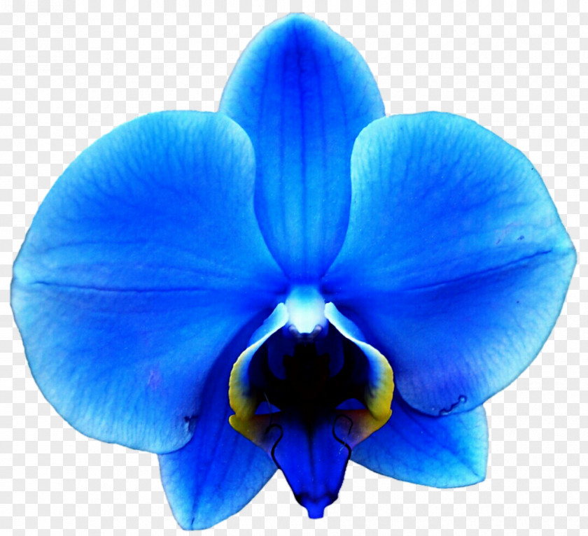 Blue Flower Orchids Clip Art PNG