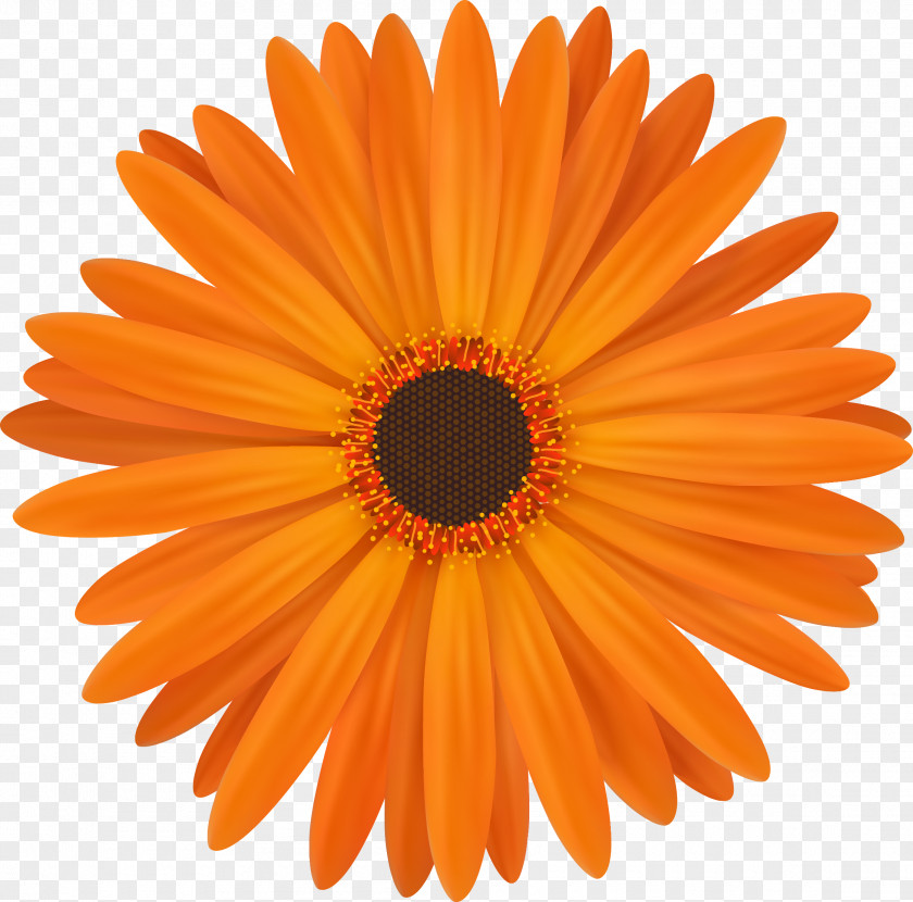Chrysanthemum Icon Design Iconfinder PNG