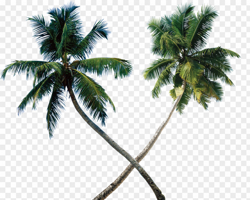 Coconut Tree Arecaceae Wallpaper PNG
