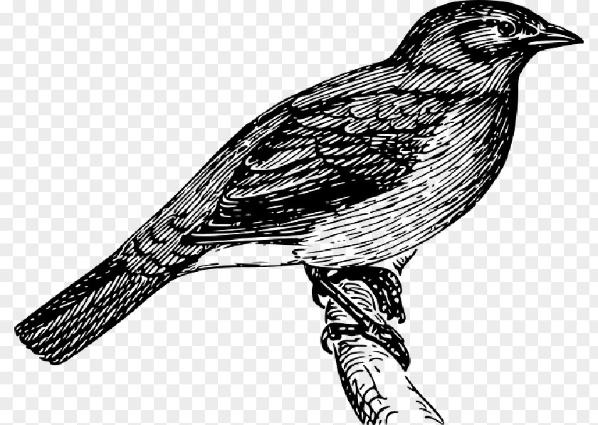 Drawing Clip Art Draw Birds How To PNG