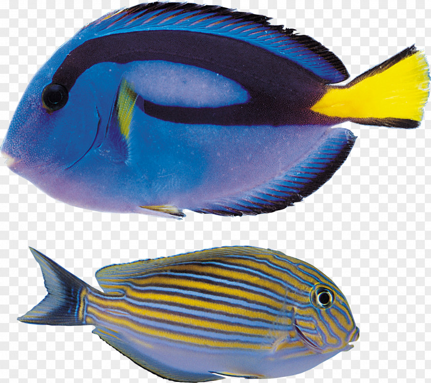 Fishes Clip Art PNG