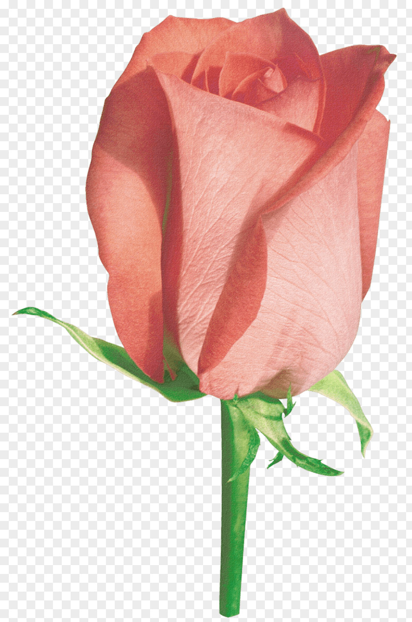 Flower Beautiful Rose Image Clip Art PNG