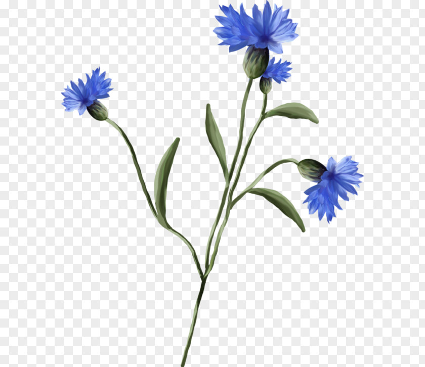 Flower Watercolour Cornflower Blueberry Plant Wildflower PNG