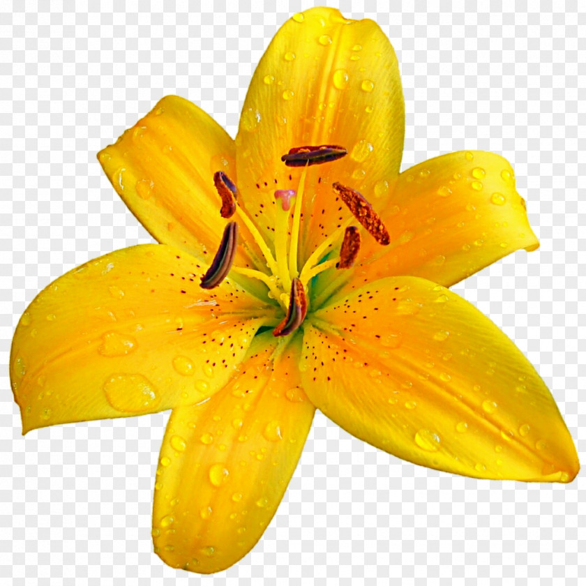 Flower Yellow Lilium Bulbiferum Easter Lily Clip Art PNG