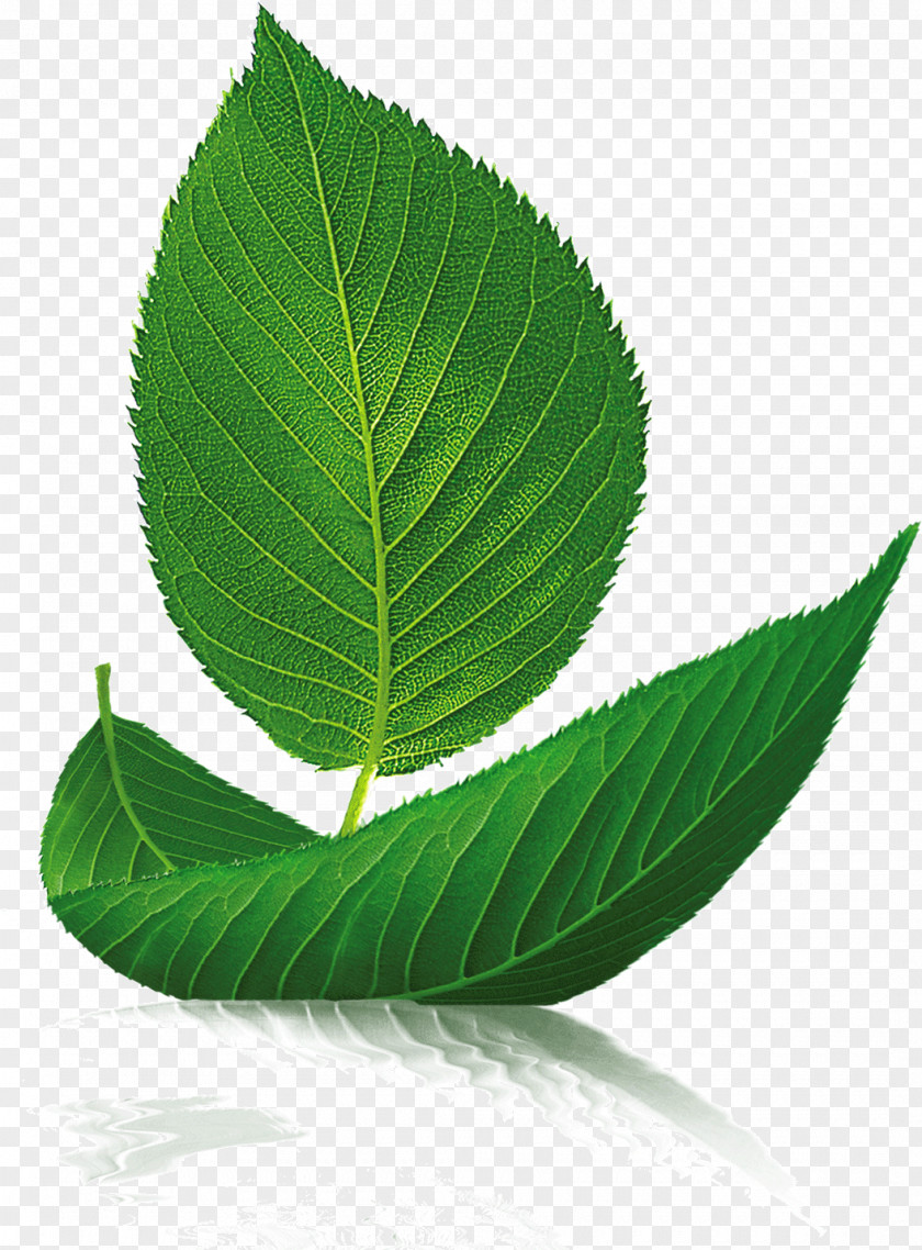 Green Tea Leaf Boat Tree Euclidean Vector PNG