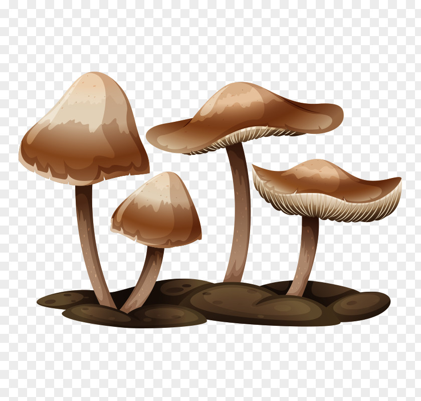 Mushroom,fungus Edible Mushroom Poisoning Illustration PNG