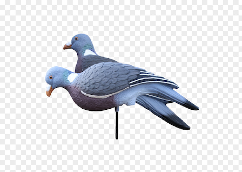 Pigeon Shooting Pigeons And Doves Decoy Common Wood Hunting Stock Dove PNG
