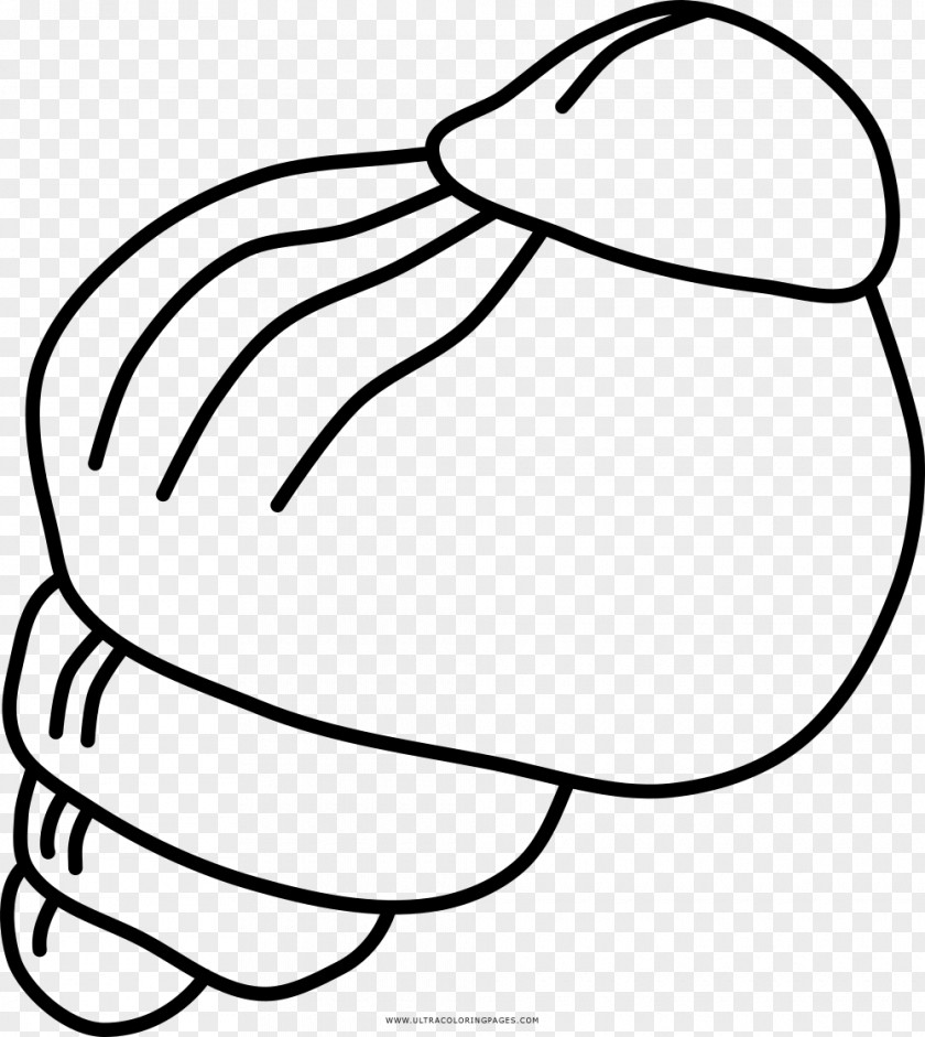 Snail Gastropods Drawing Caracola Coloring Book PNG