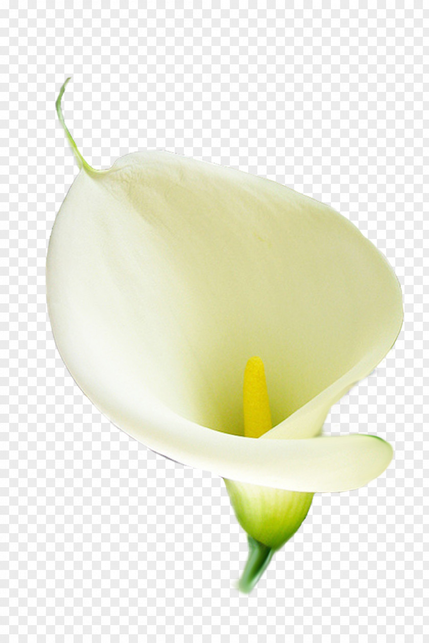 Flor Flower Arum-lily Lilium Arum Lilies PNG