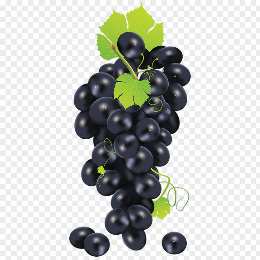 Grape Common Vine Clip Art PNG