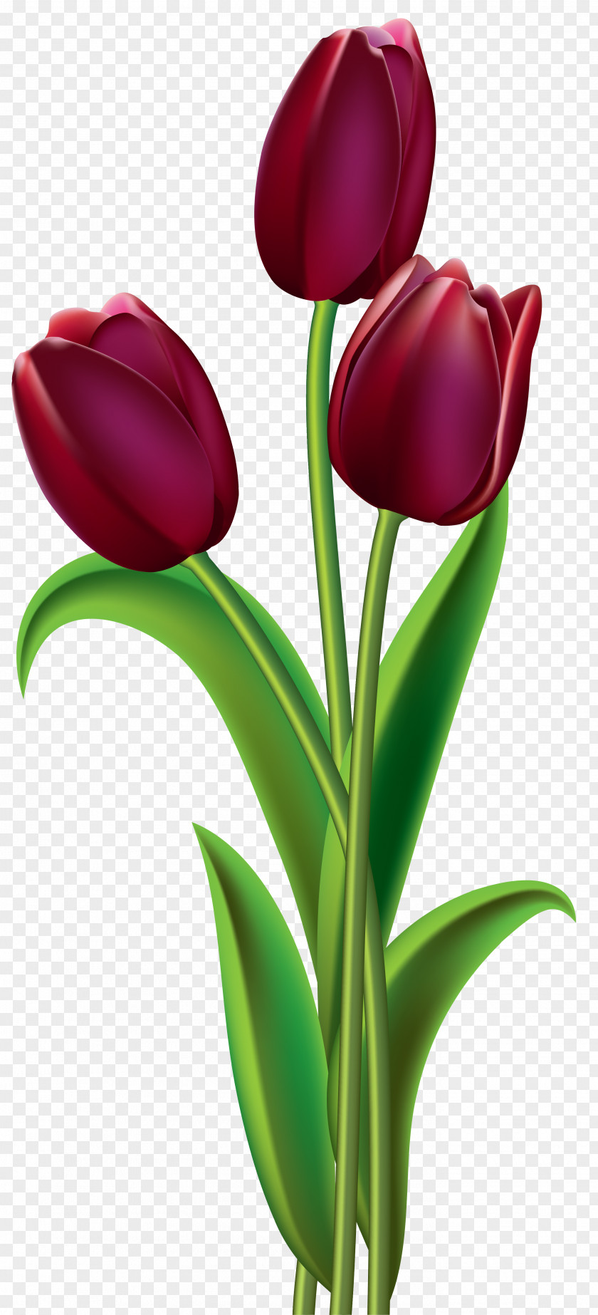 Red Dark Tulips Clipart Image Tulip Flower Clip Art PNG