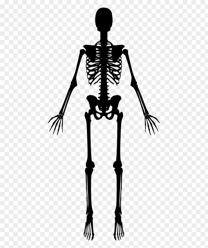 Skeleton Human Clip Art PNG